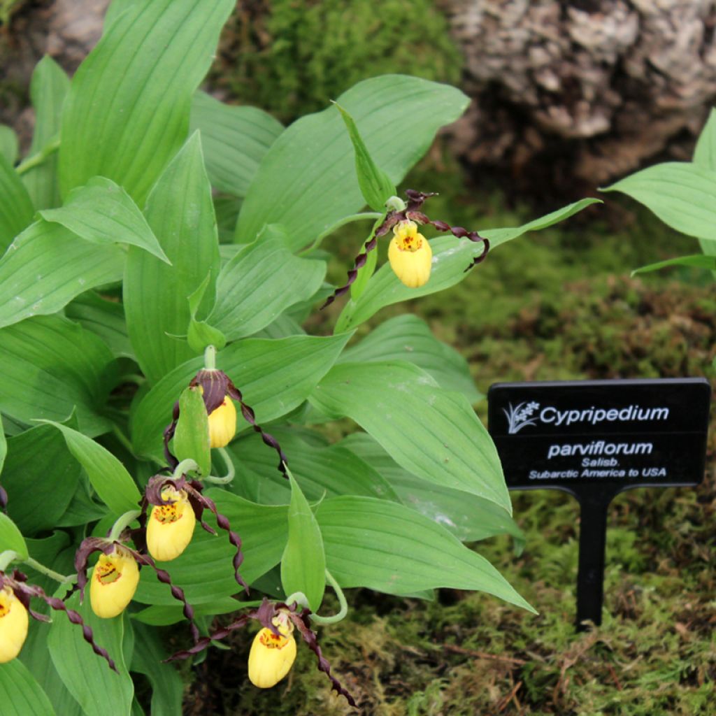 Tikankontti - Cypripedium parviflorum var. parviflorum