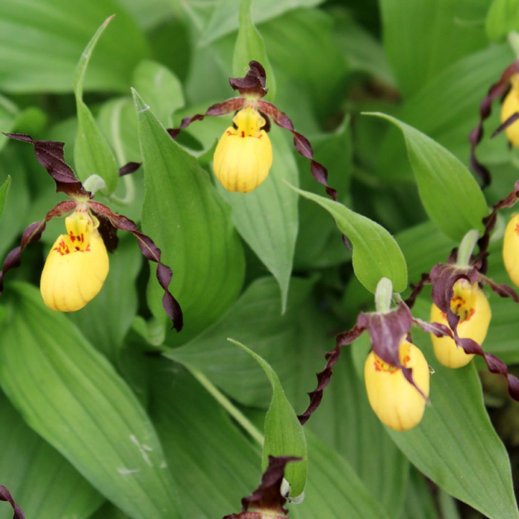 Tikankontti - Cypripedium parviflorum var. parviflorum