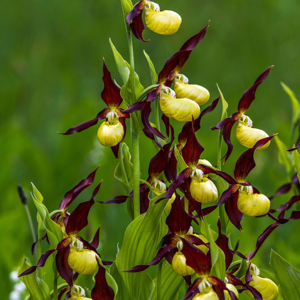 Tikankontti - Cypripedium calceolus