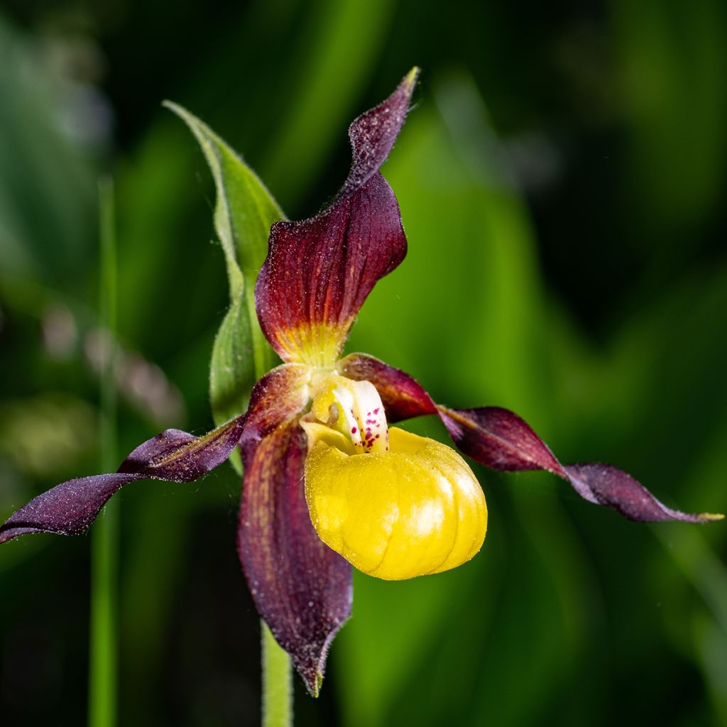 Tikankontti - Cypripedium calceolus