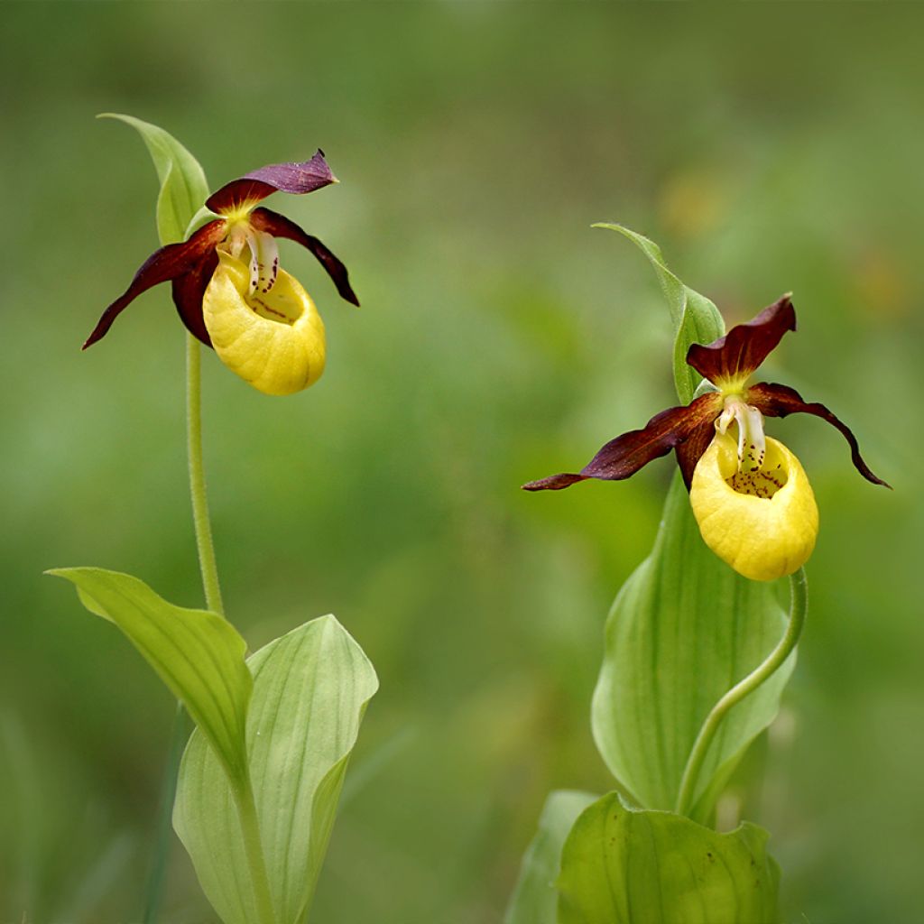 Tikankontti - Cypripedium calceolus