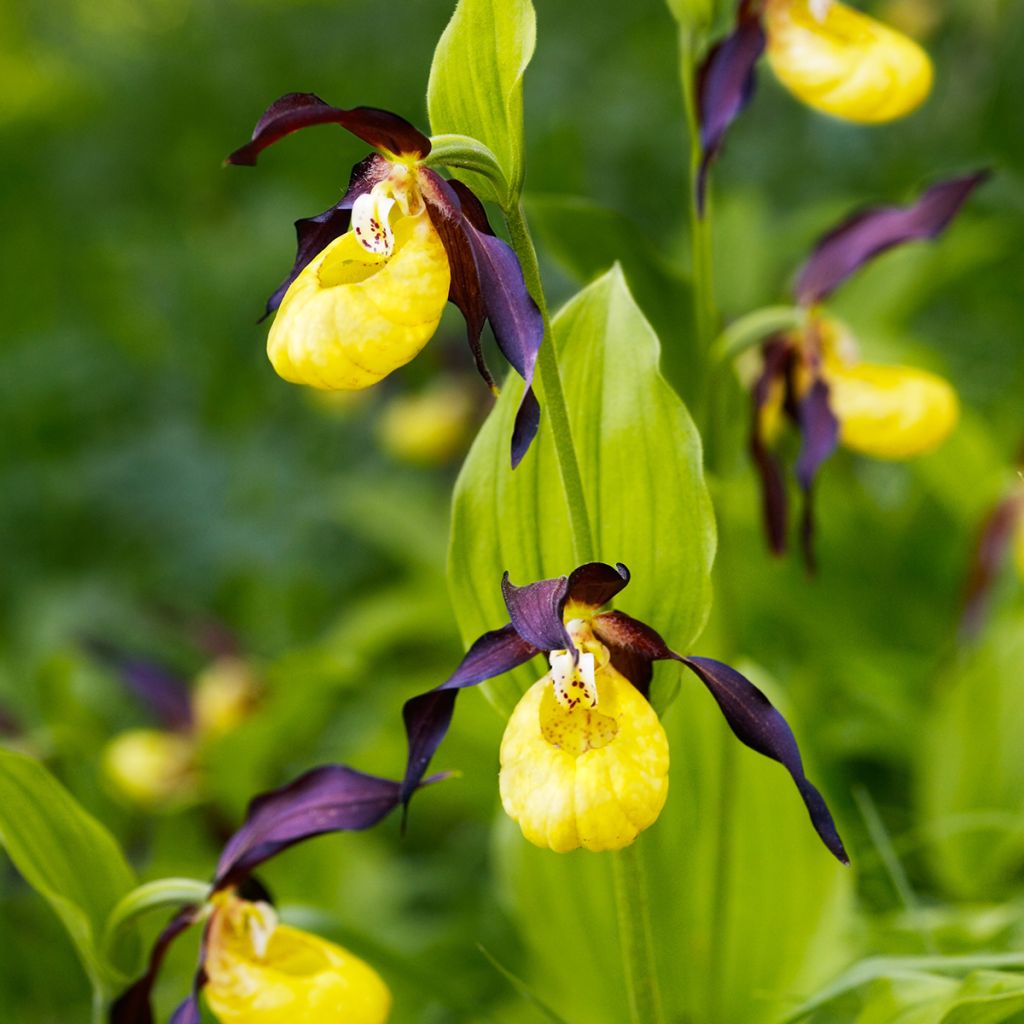 Tikankontti - Cypripedium calceolus