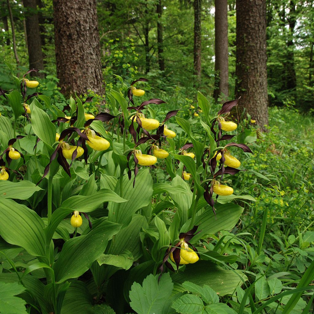 Tikankontti - Cypripedium calceolus