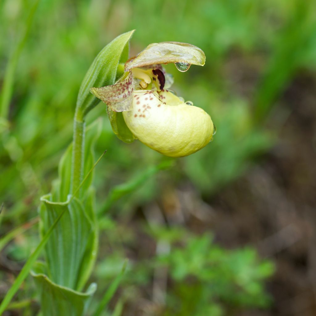 Tikankontti - Cypripedium flavum
