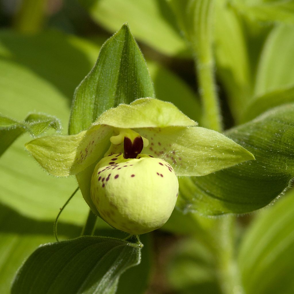Tikankontti - Cypripedium flavum