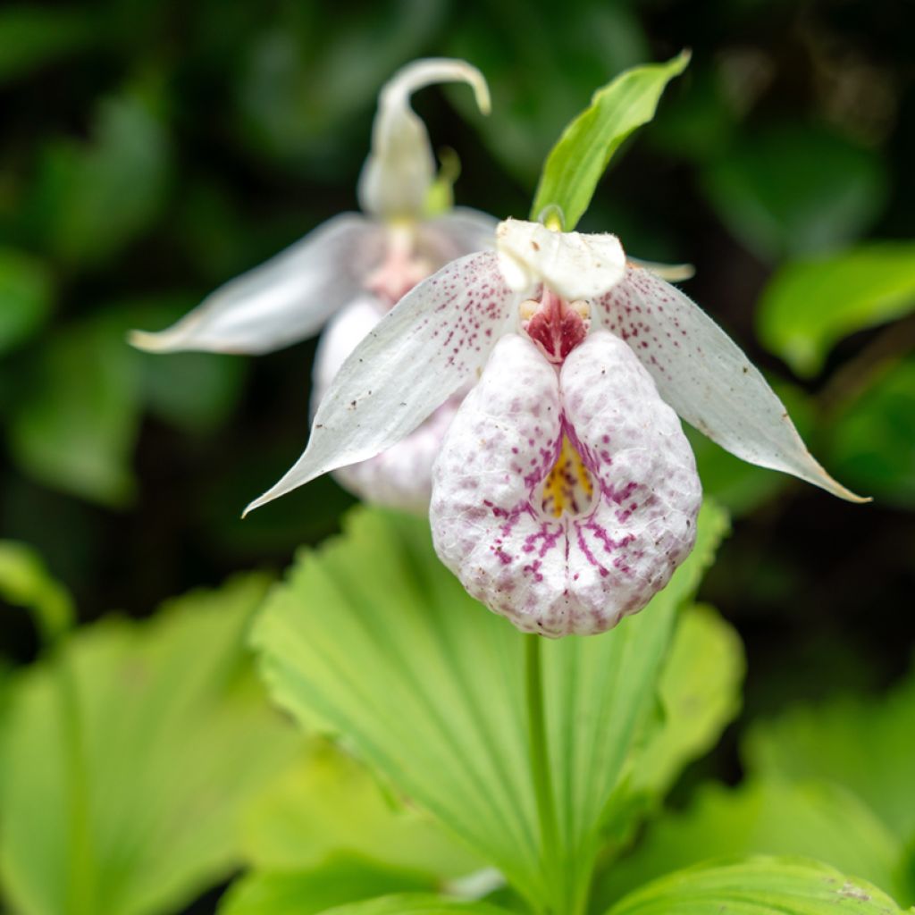 Tikankontti - Cypripedium formosanum
