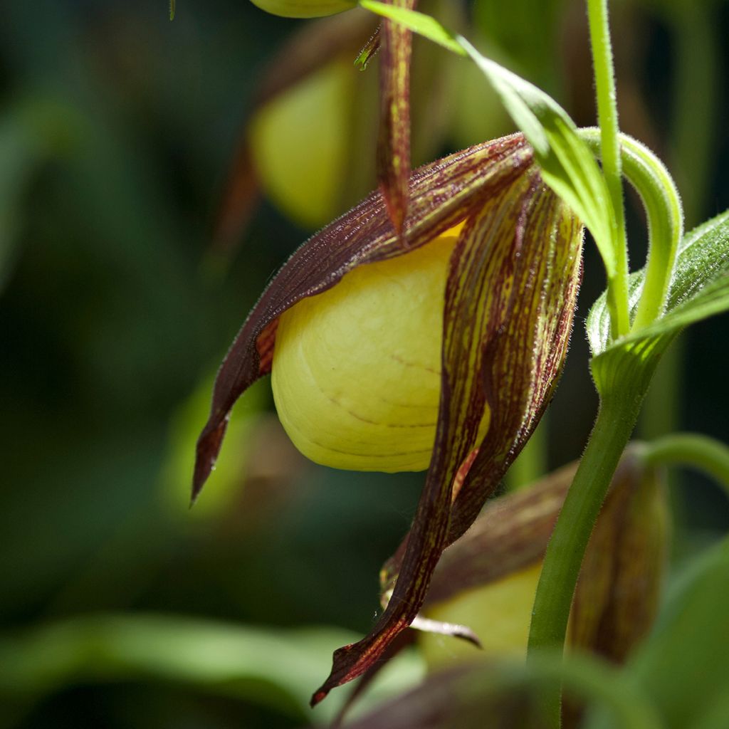 Tikankontti - Cypripedium kentuckiense