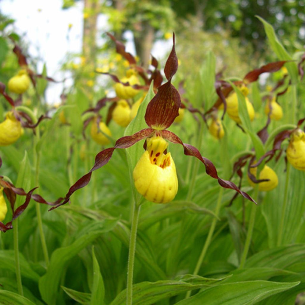 Tikankontti - Cypripedium parviflorum var. parviflorum