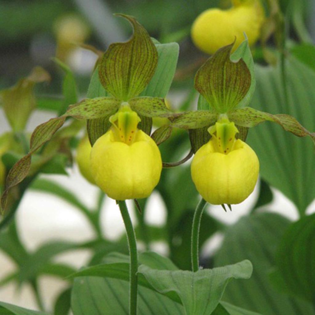 Tikankontti - Cypripedium parviflorum var. pubescens