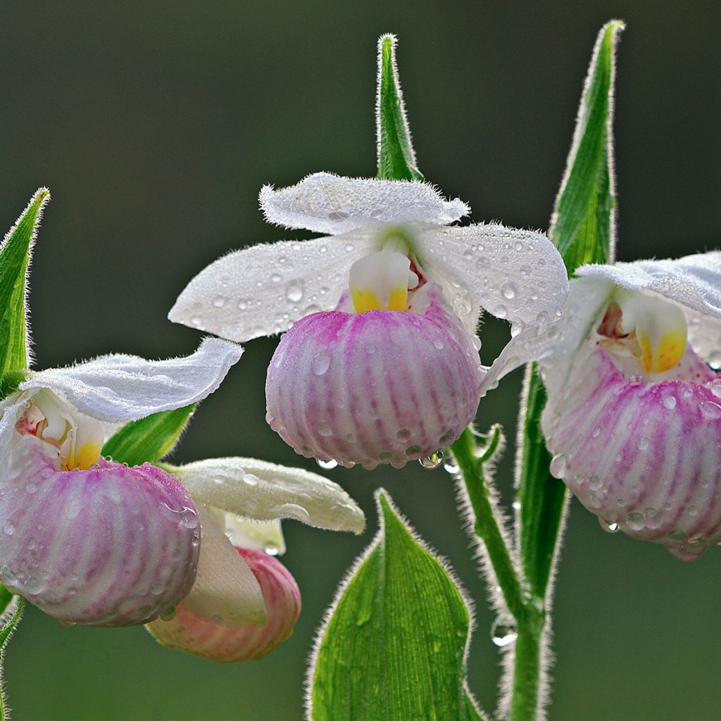 Kruunutikankontti - Cypripedium reginae
