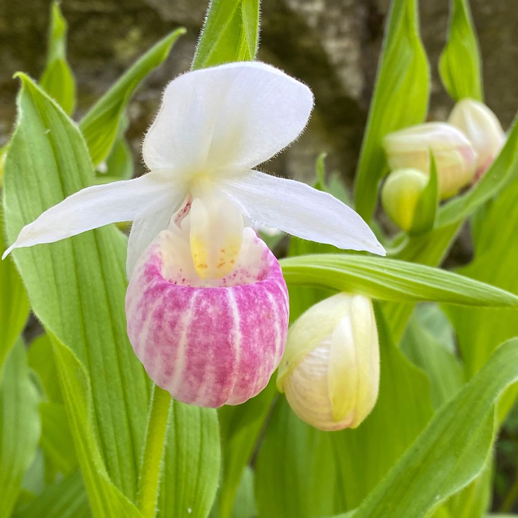 Kruunutikankontti - Cypripedium reginae