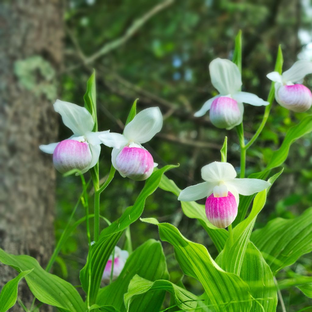 Kruunutikankontti - Cypripedium reginae