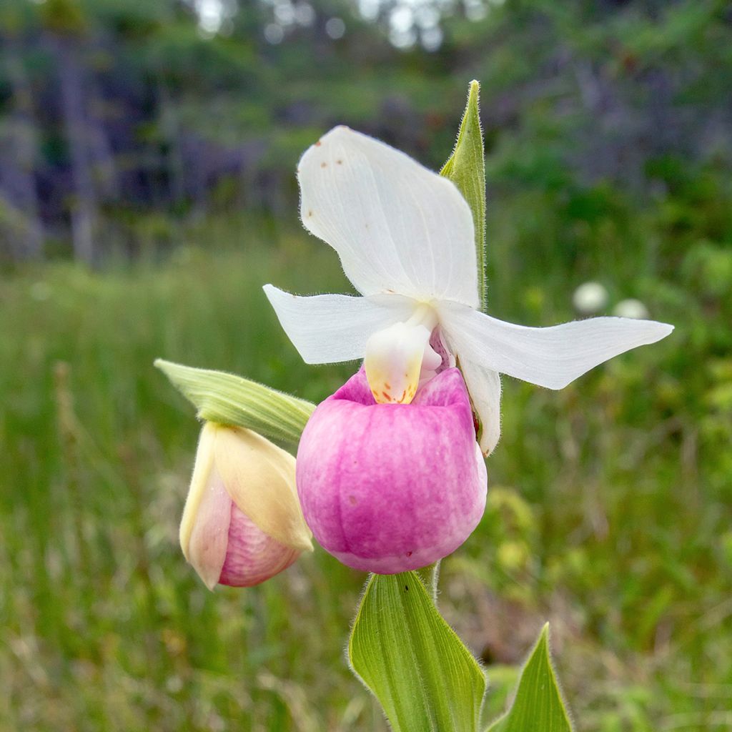 Kruunutikankontti - Cypripedium reginae