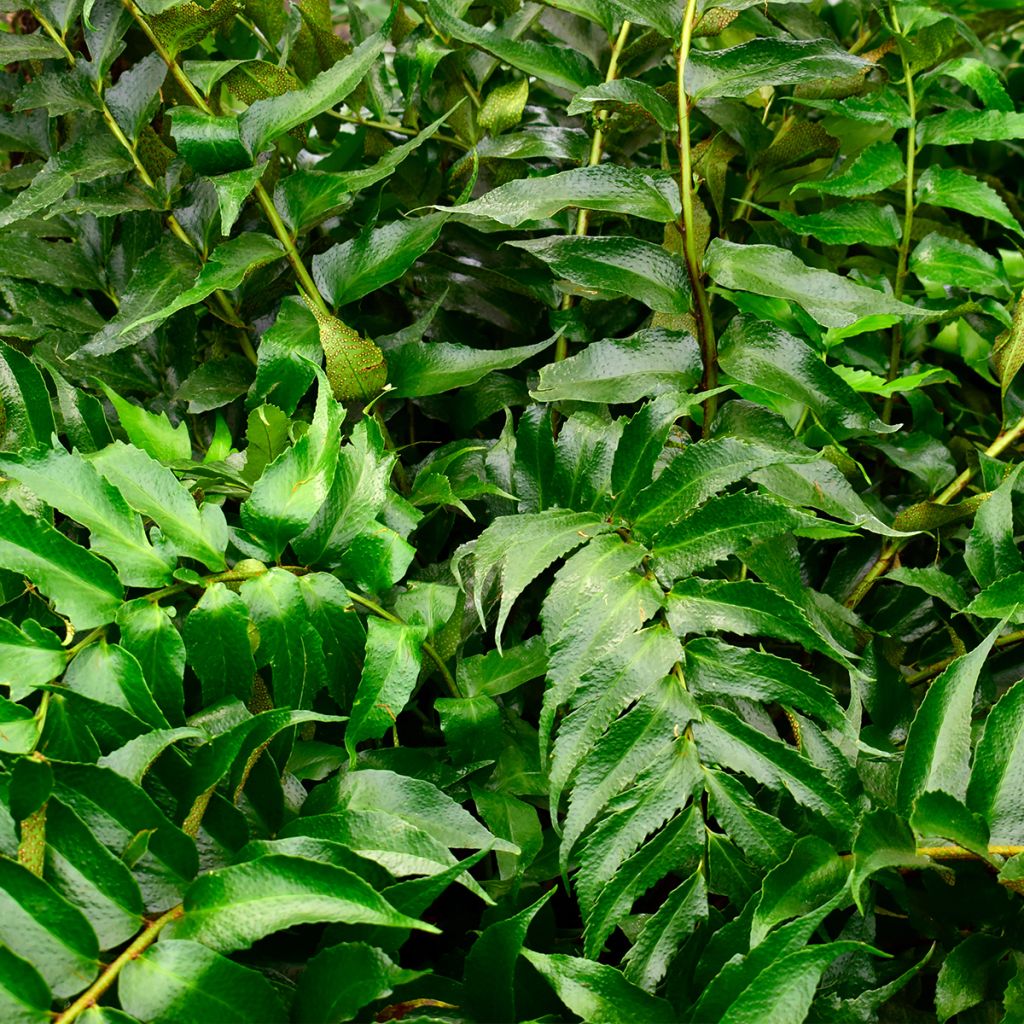 Mahoniasaniainen - Cyrtomium falcatum