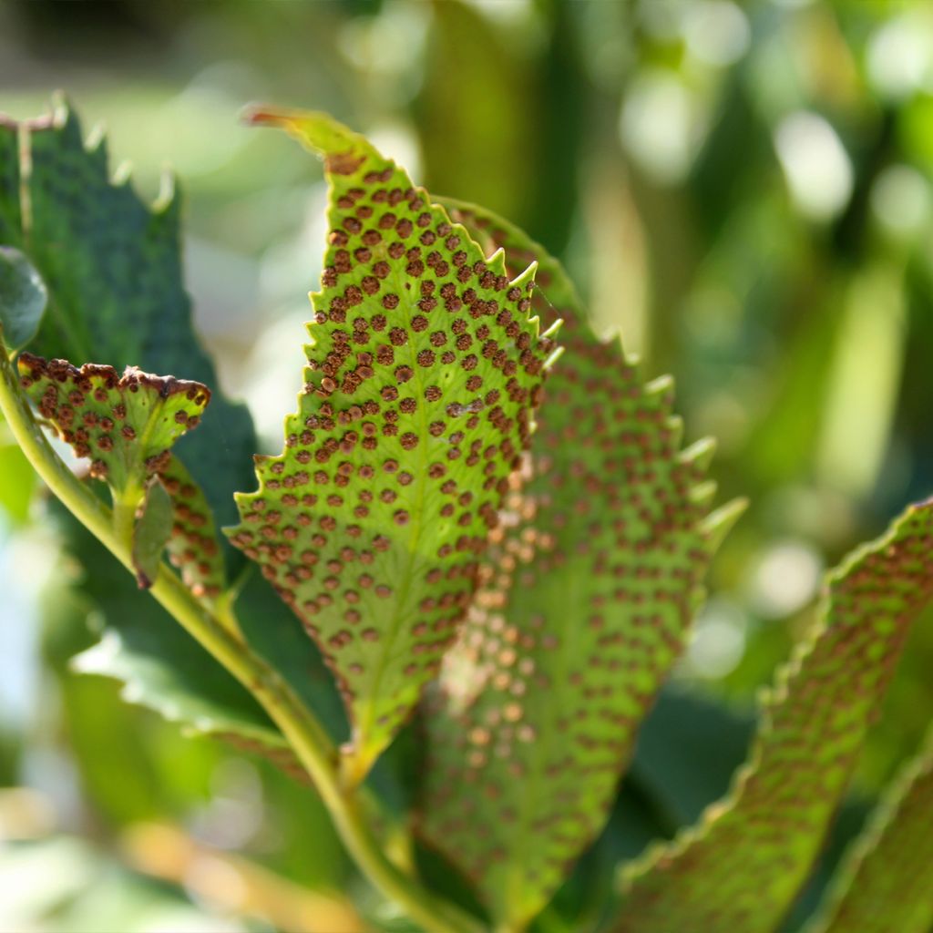 Mahoniasaniainen - Cyrtomium falcatum
