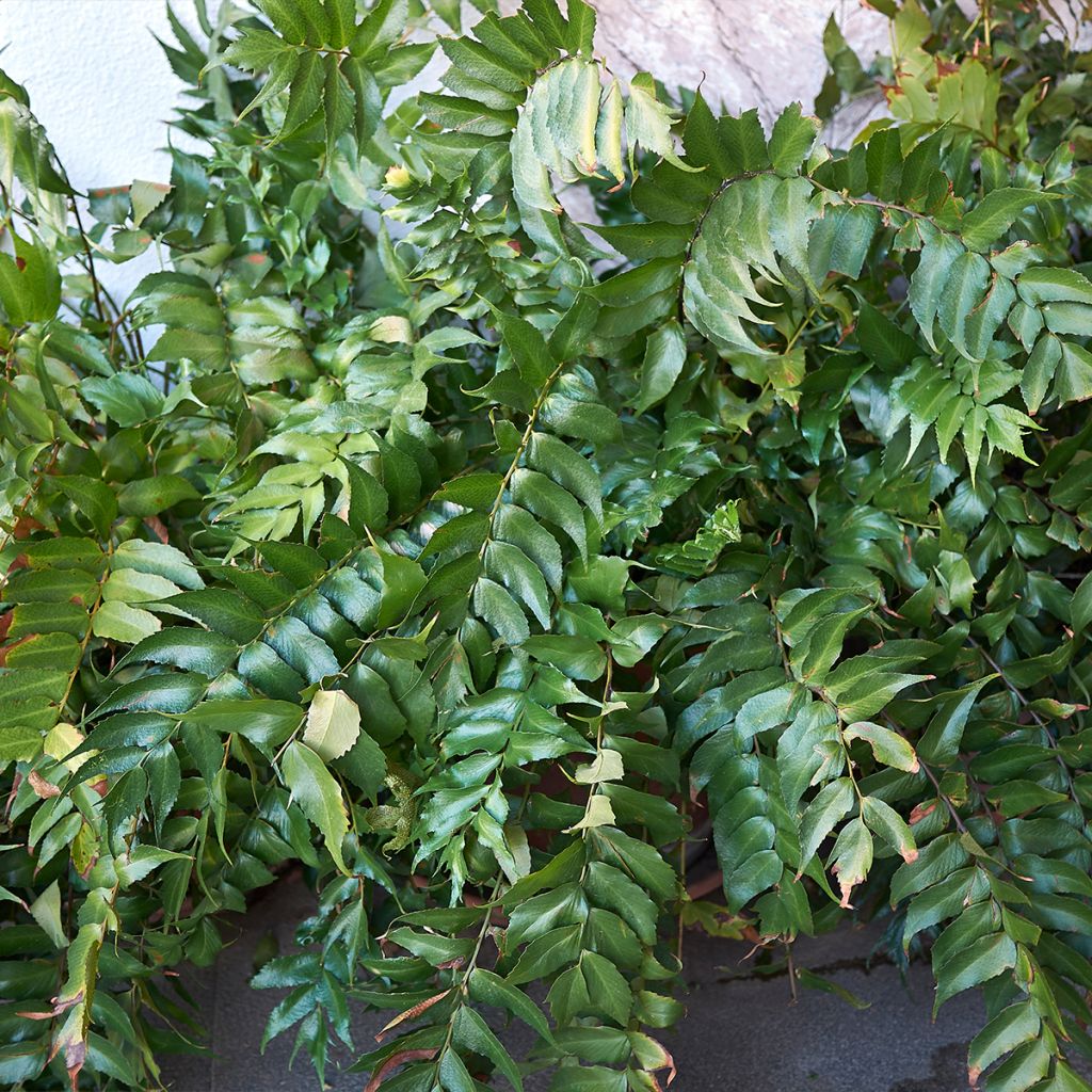 Mahoniasaniainen - Cyrtomium falcatum