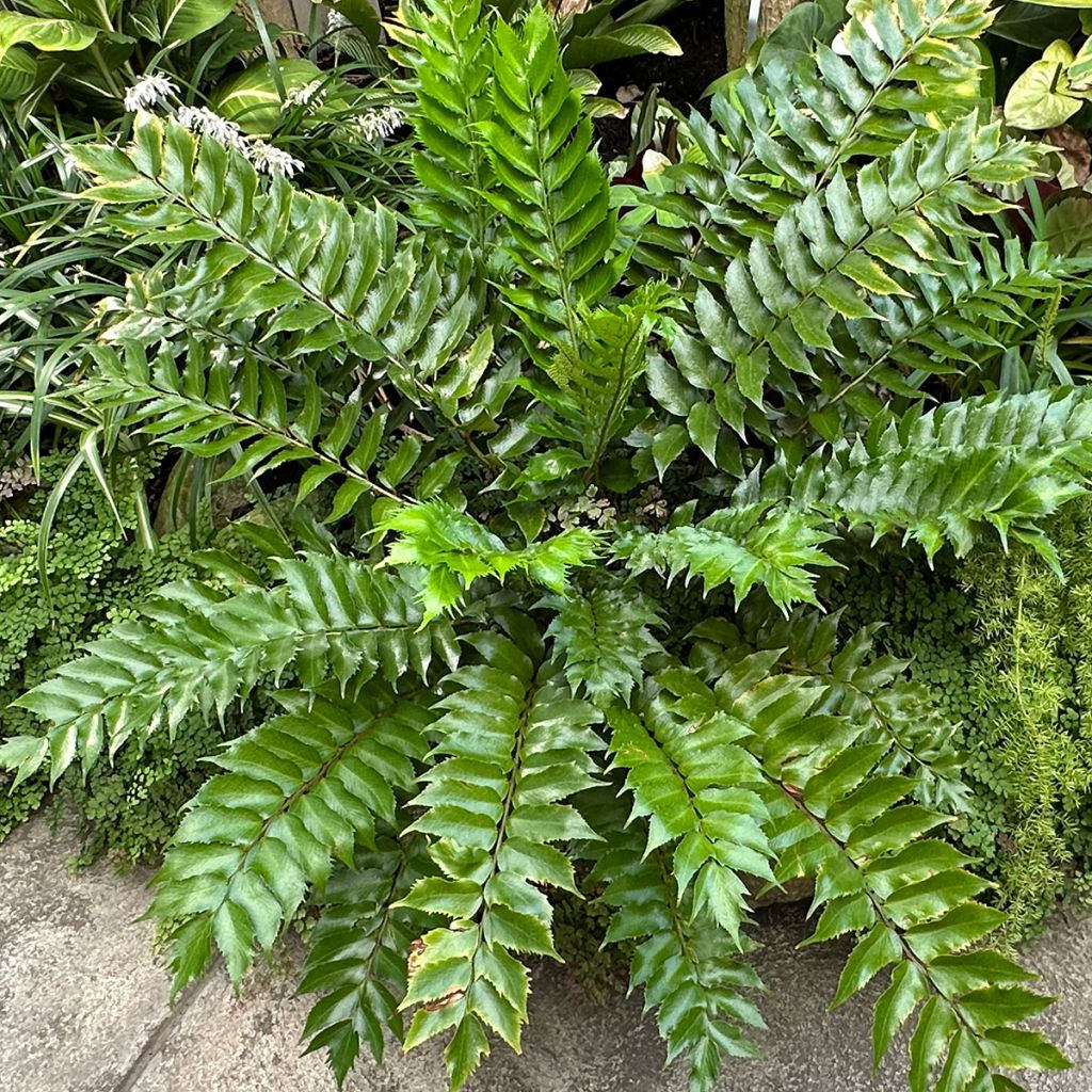 Mahoniasaniainen - Cyrtomium falcatum