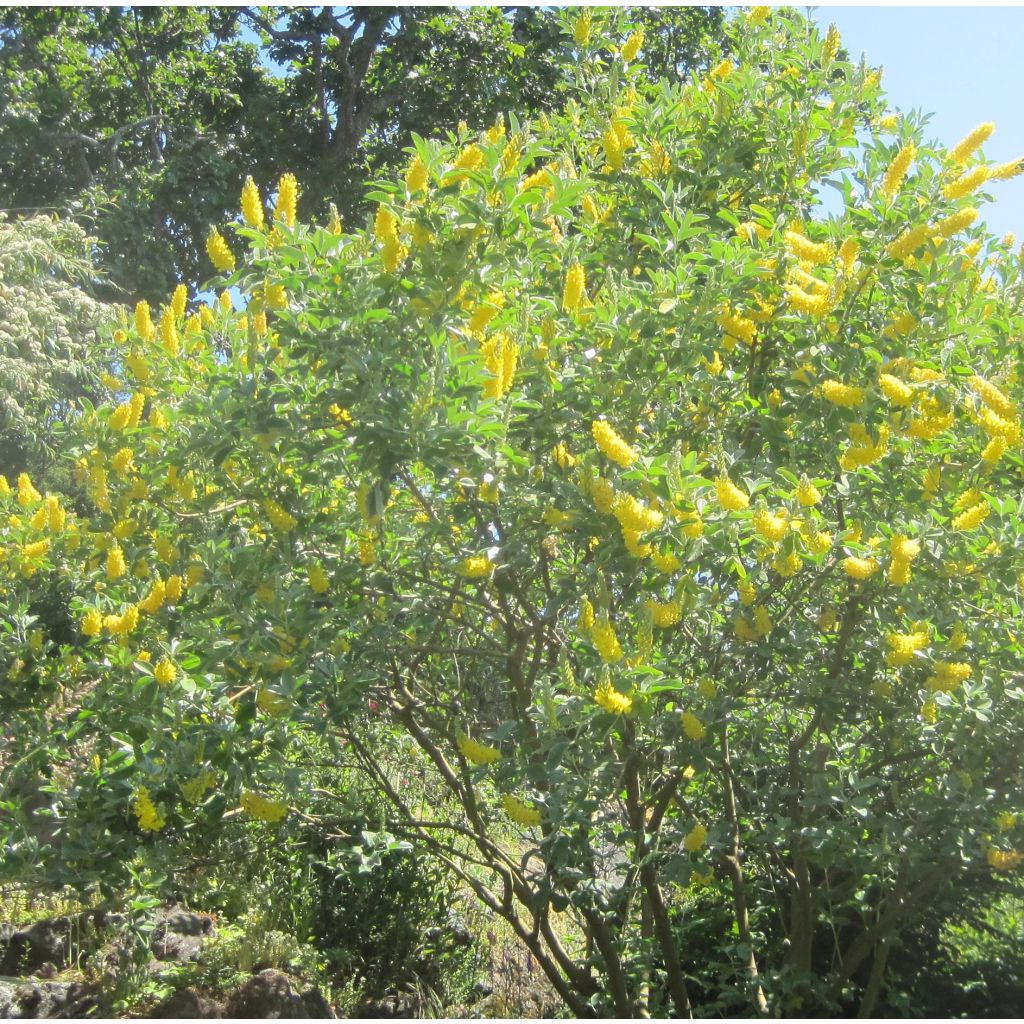 Vihma - Cytisus battandieri