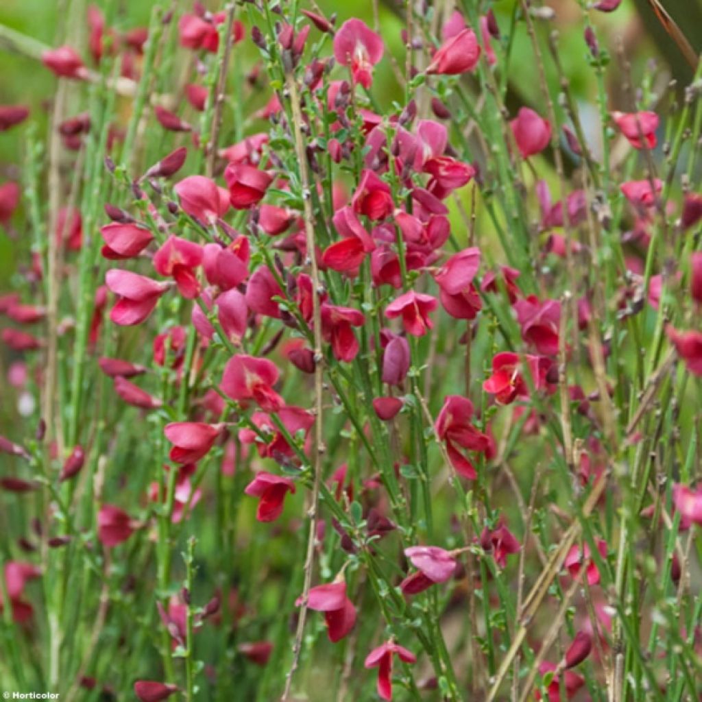 Jänönvihma Ruby