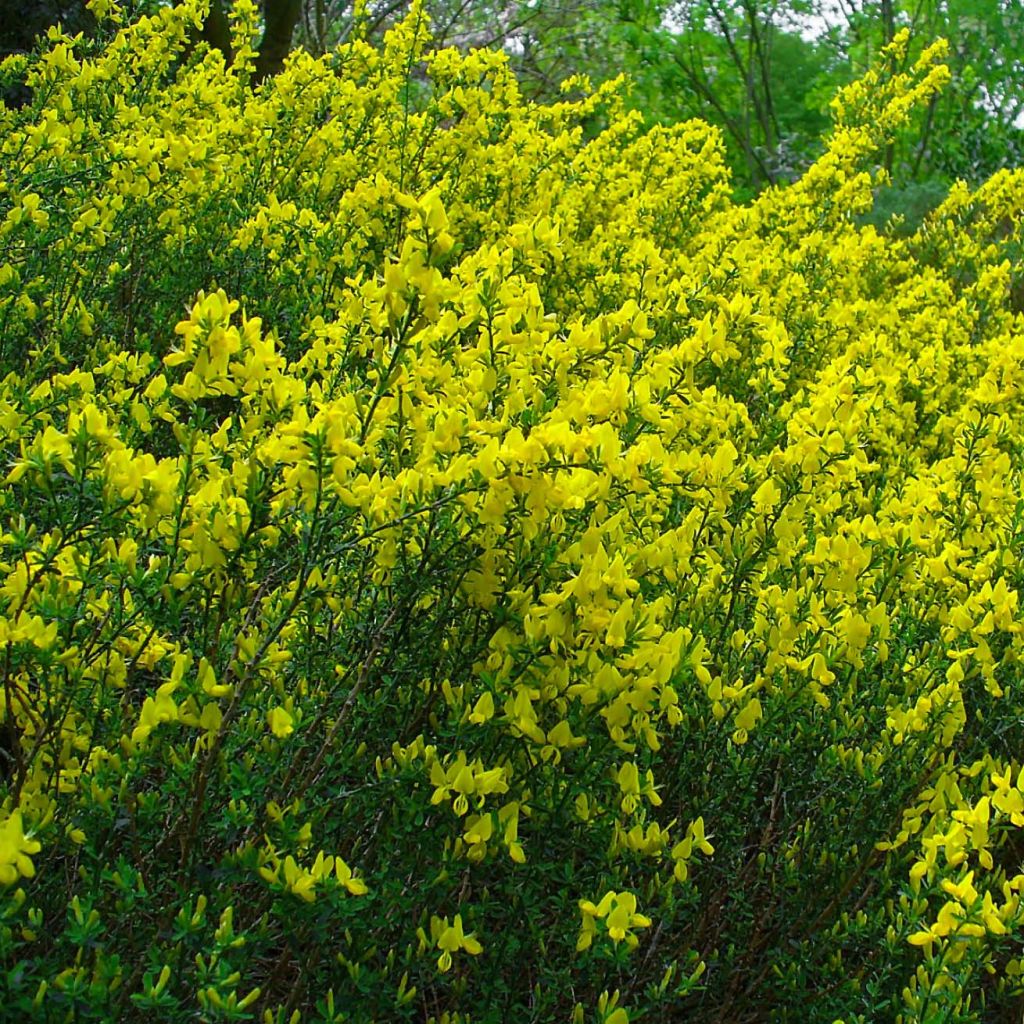 Suikerovihma - Cytisus decumbens