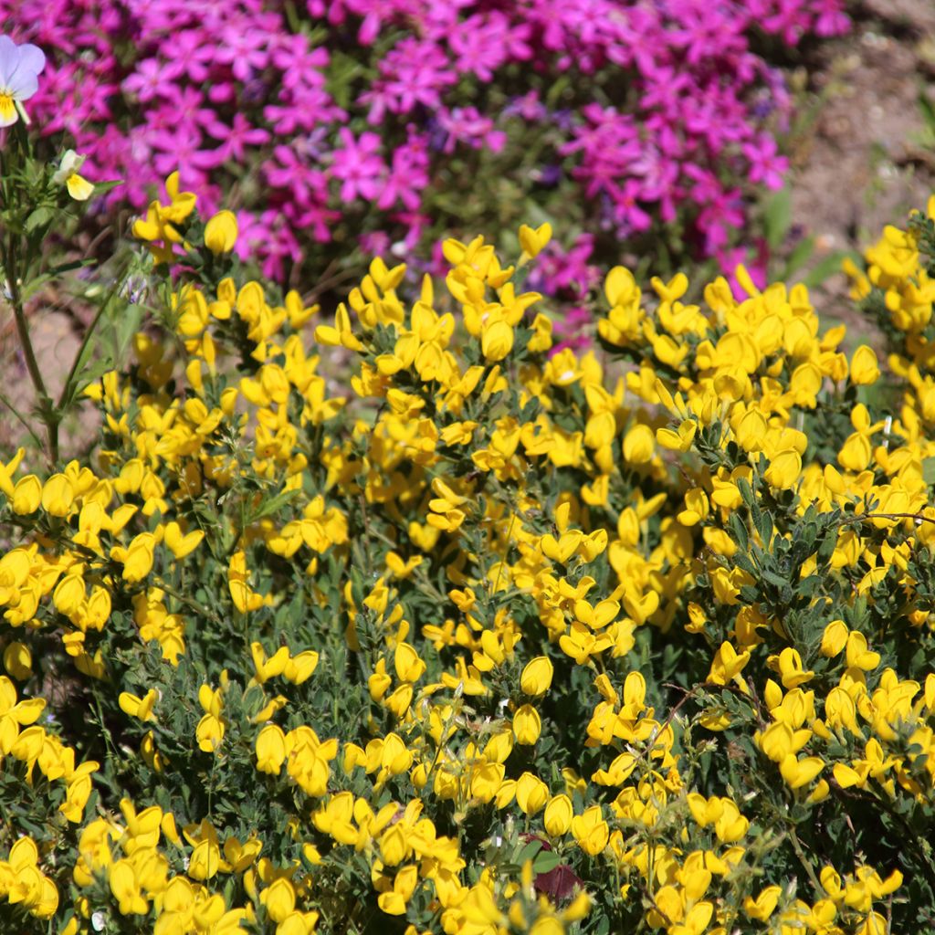 Suikerovihma - Cytisus decumbens