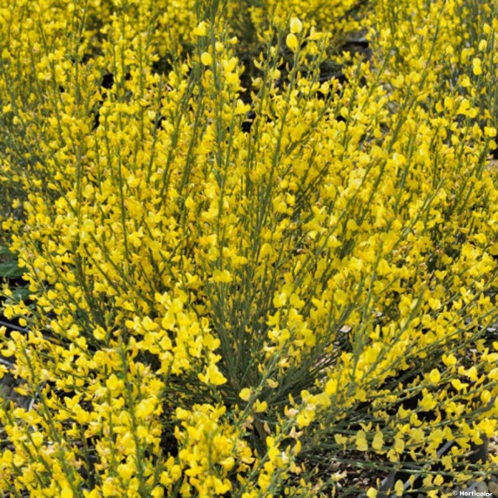 Kevätvihma Allgold