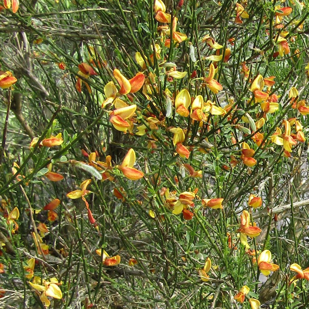 Jänönvihma Apricot Gem