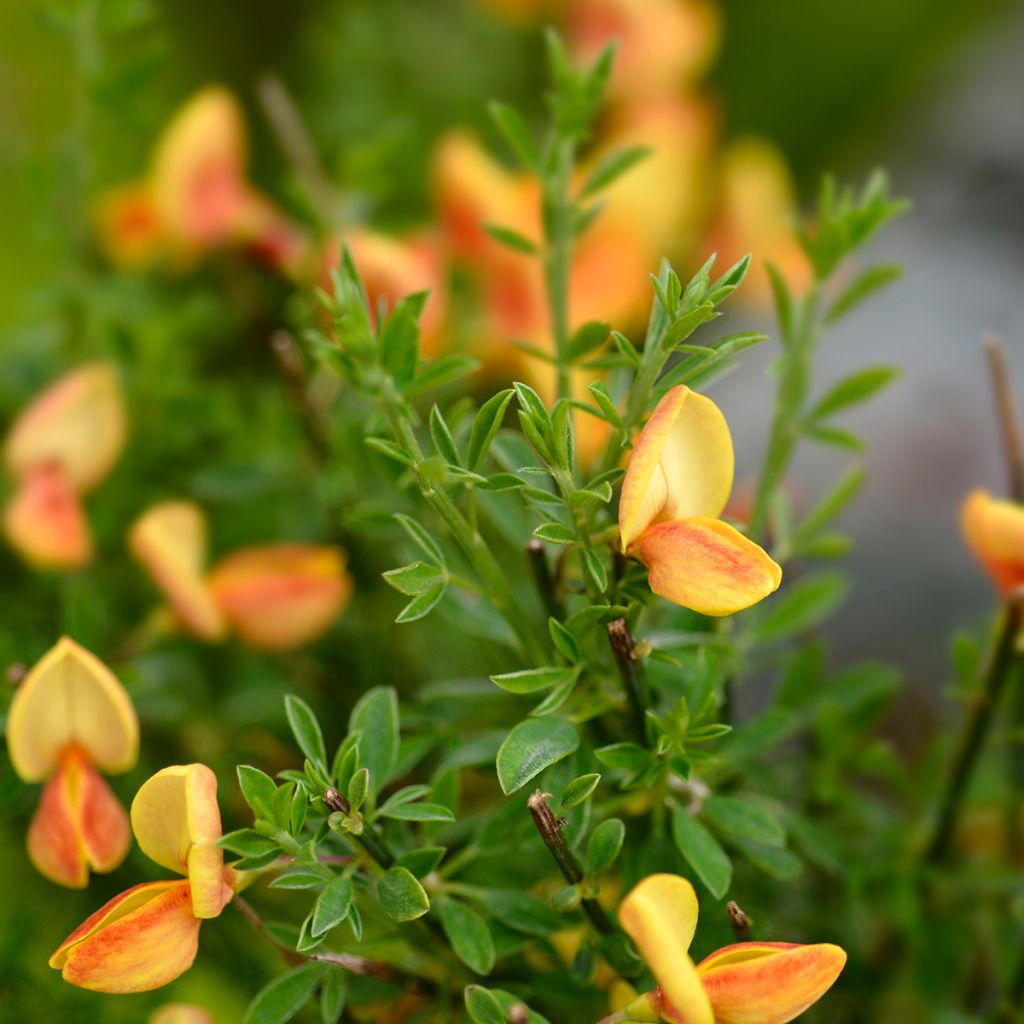 Jänönvihma Apricot Gem