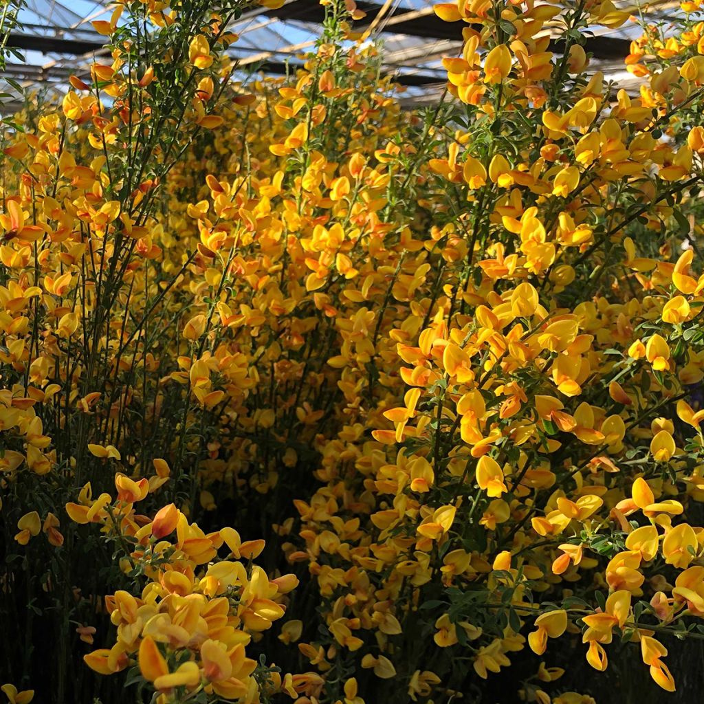 Jänönvihma Apricot Gem