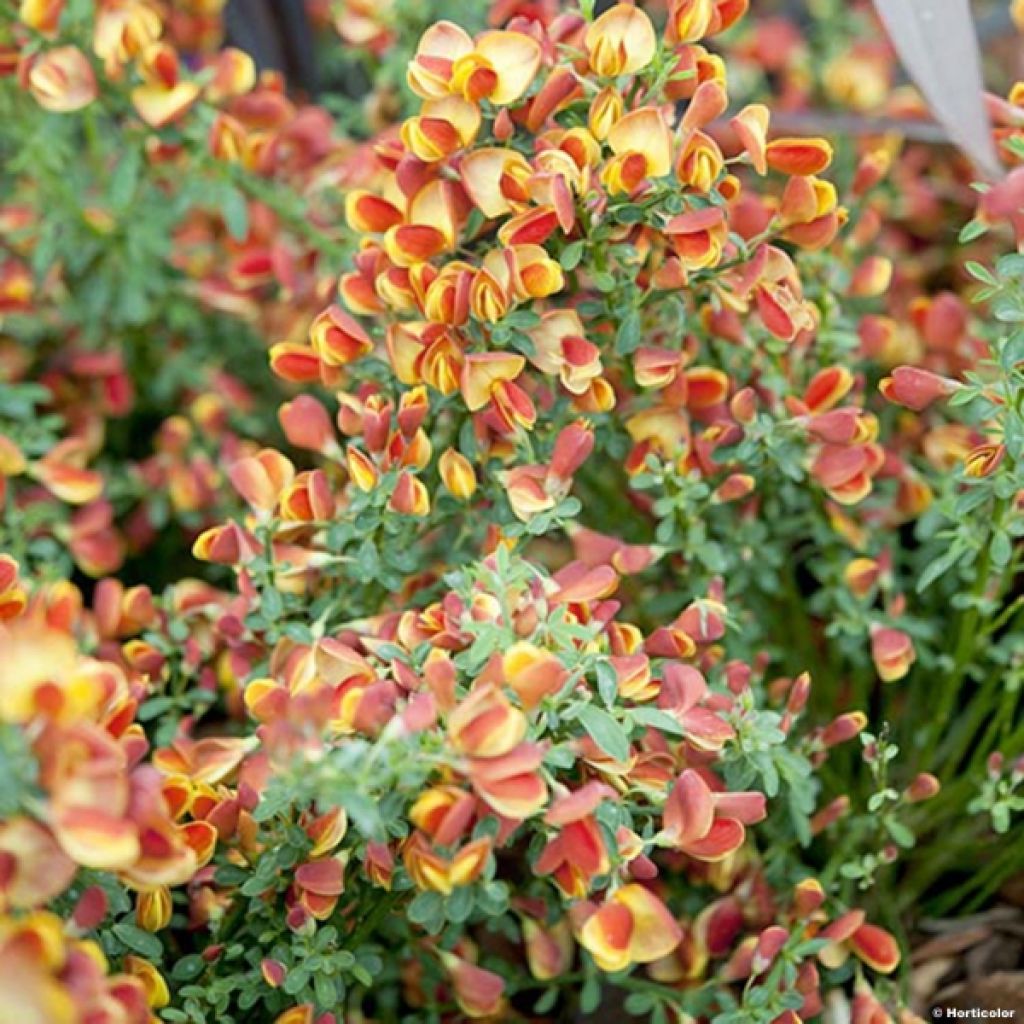 Jänönvihma Cytisus Lena
