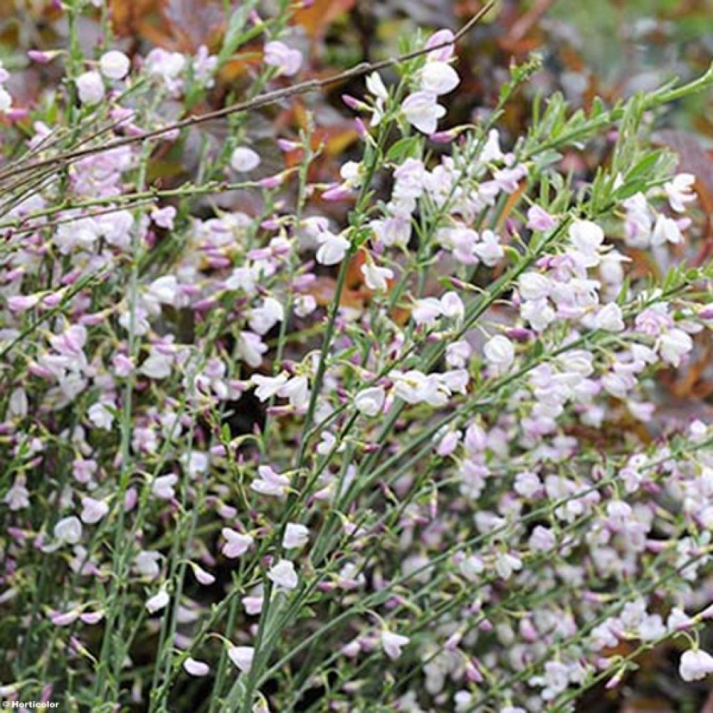 Jänönvihma Moyclare Pink