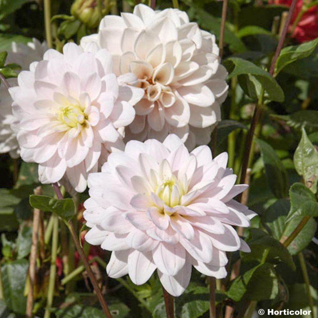Dahlia Naples