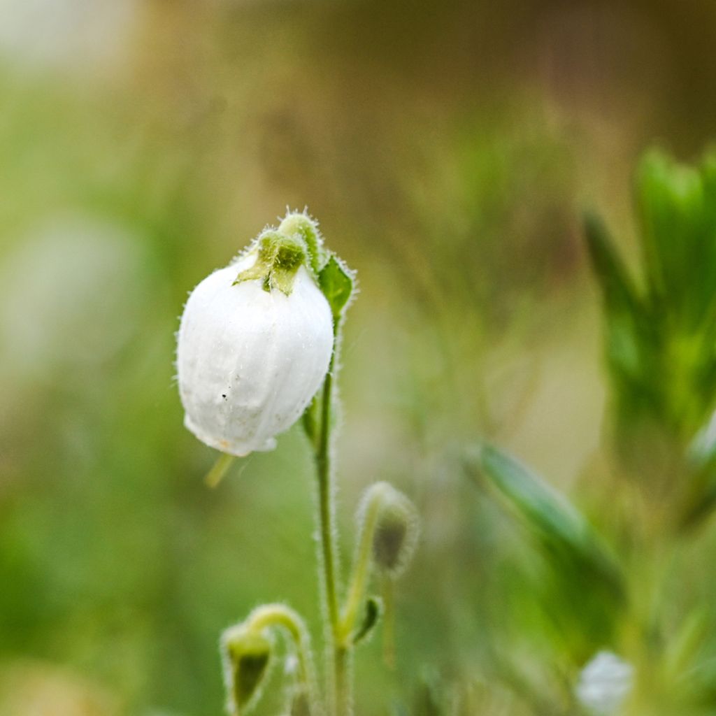 Irlanninnummikanerva Alba