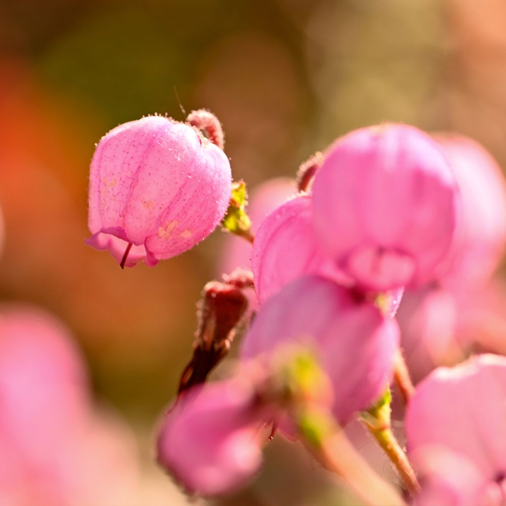 Irlanninnummikanerva Globosa Pink