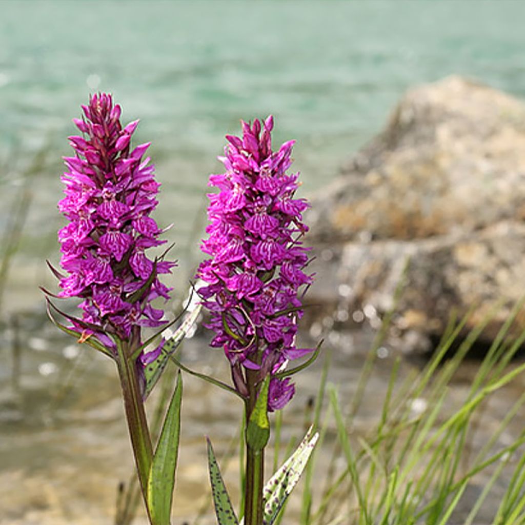 Liuskakämmekä - Dactylorhiza alpestris
