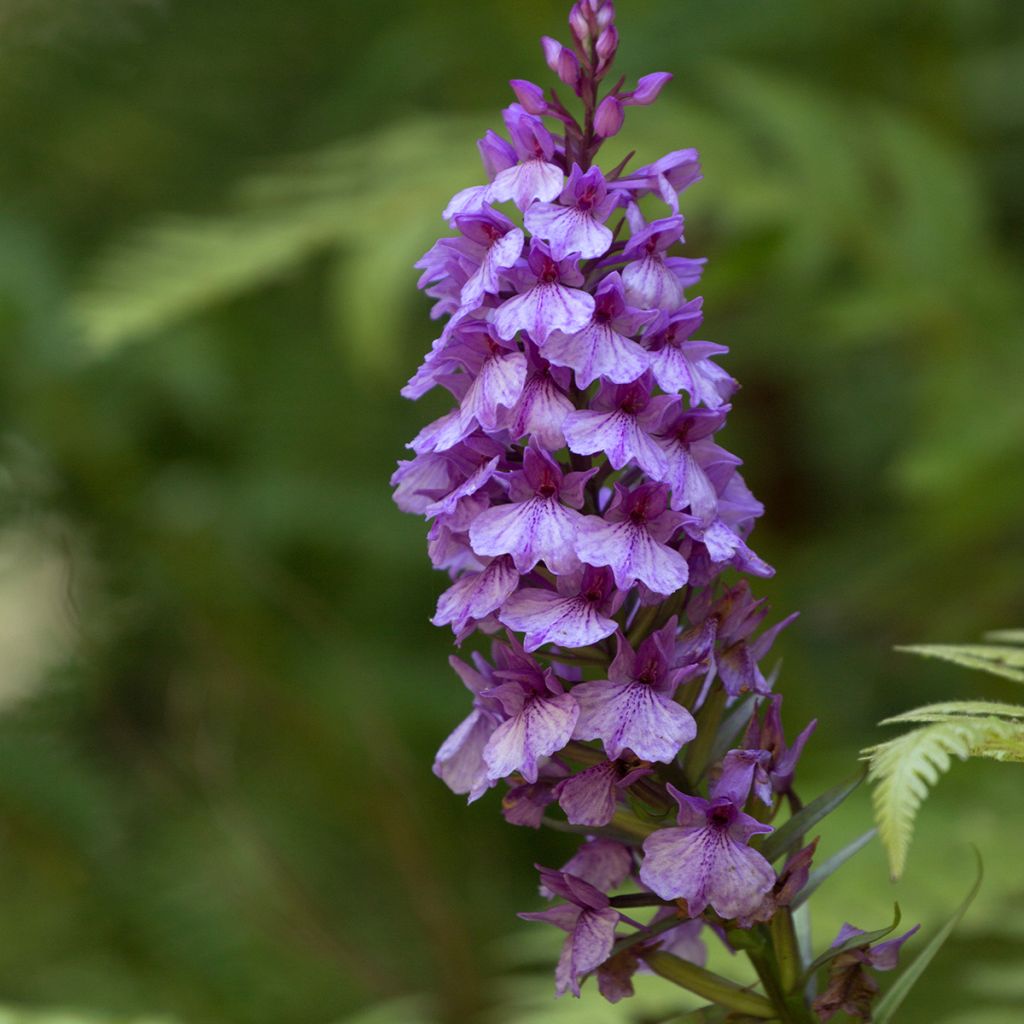 Madeiranliuskakämmekkä - Dactylorhiza foliosa