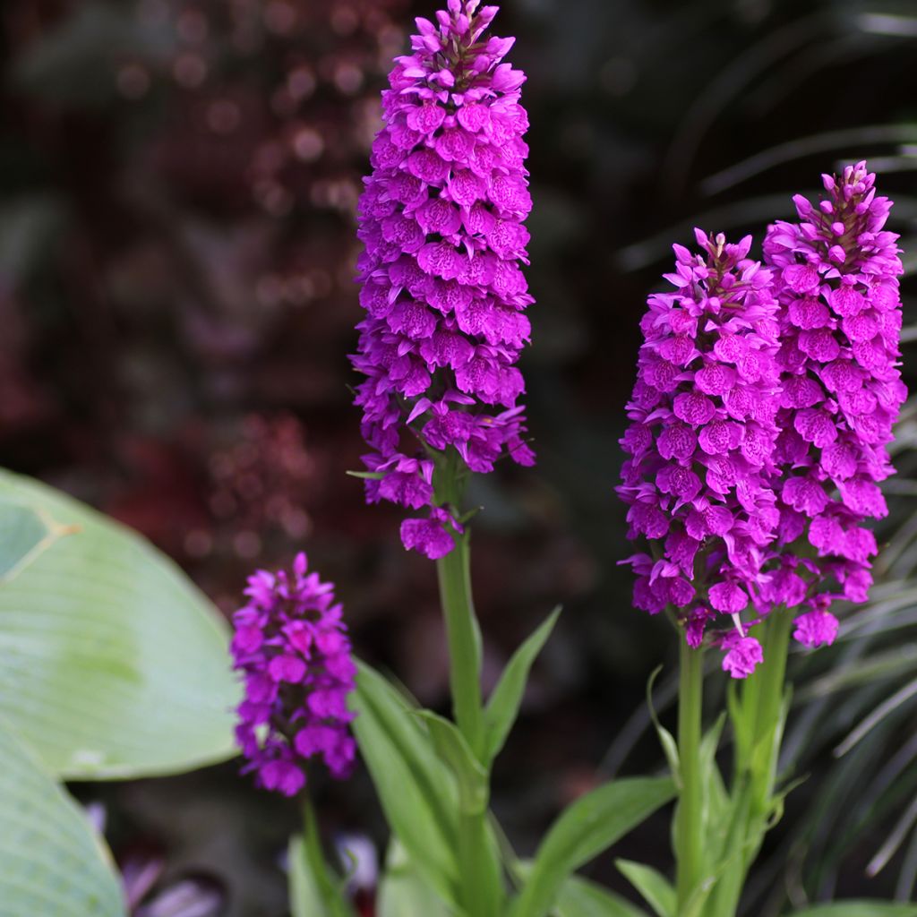 Madeiranliuskakämmekkä - Dactylorhiza foliosa