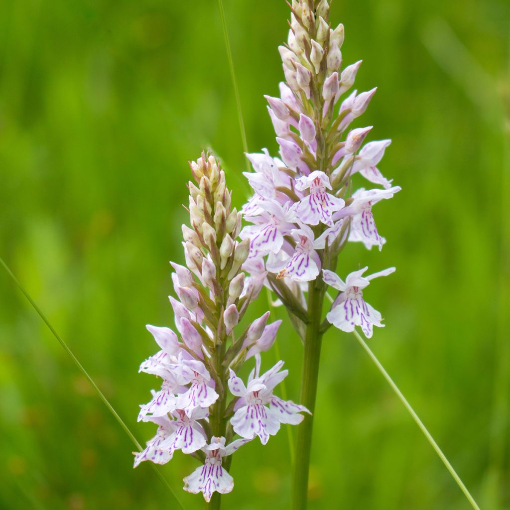 Liuskakämmekkä - Dactylorhiza fuchsii