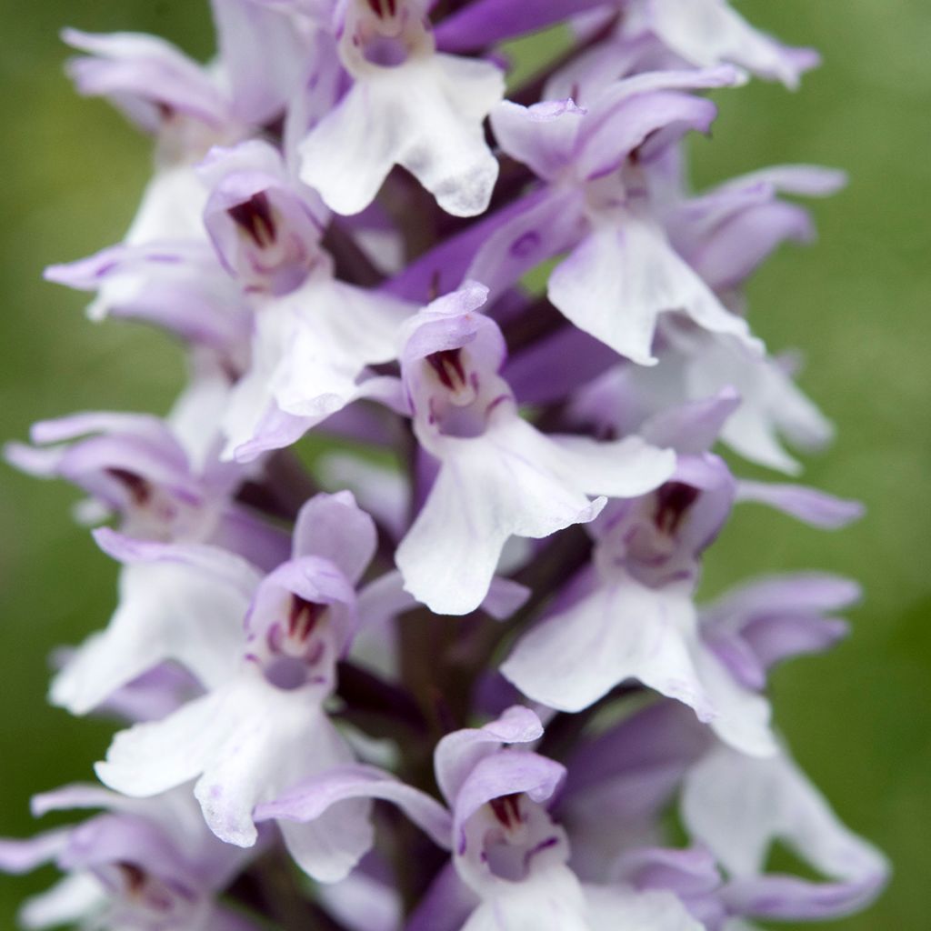 Liuskakämmekkä - Dactylorhiza fuchsii