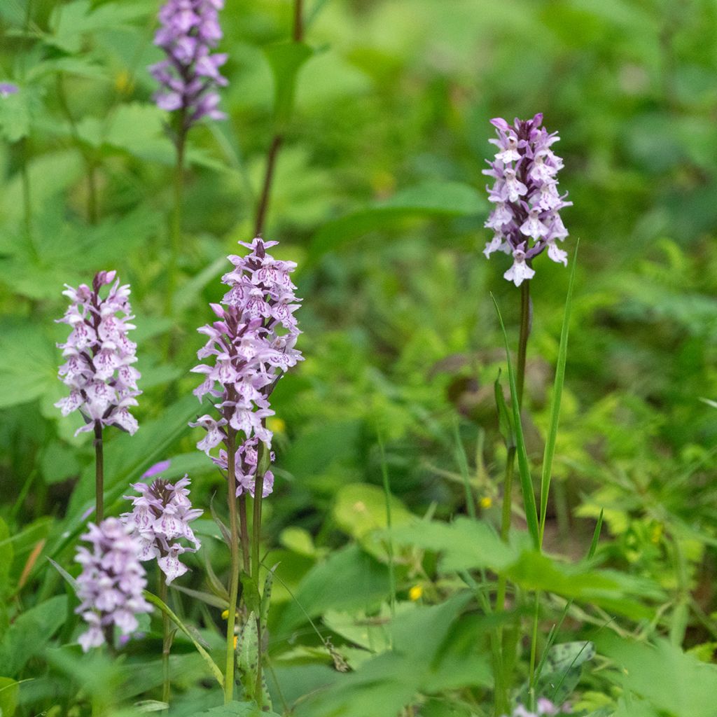 Liuskakämmekkä - Dactylorhiza fuchsii