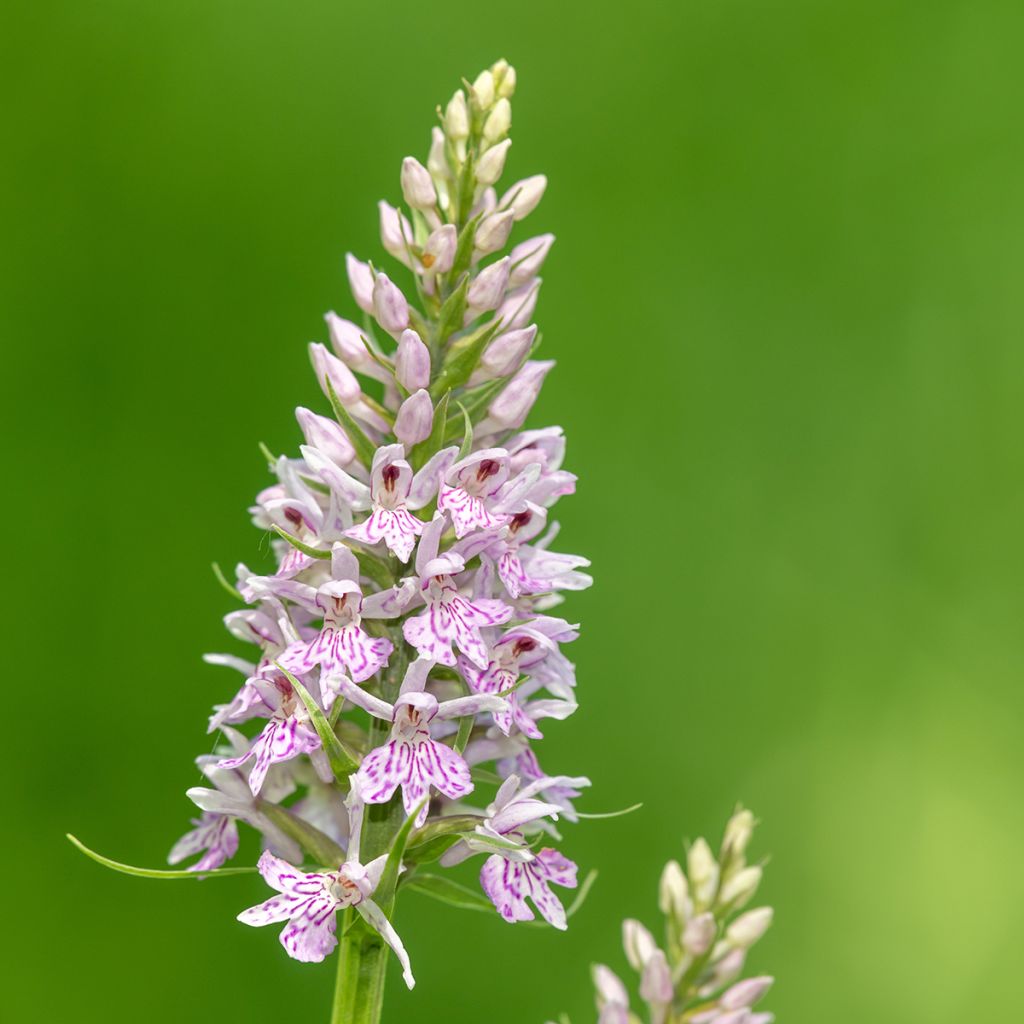 Liuskakämmekkä - Dactylorhiza fuchsii