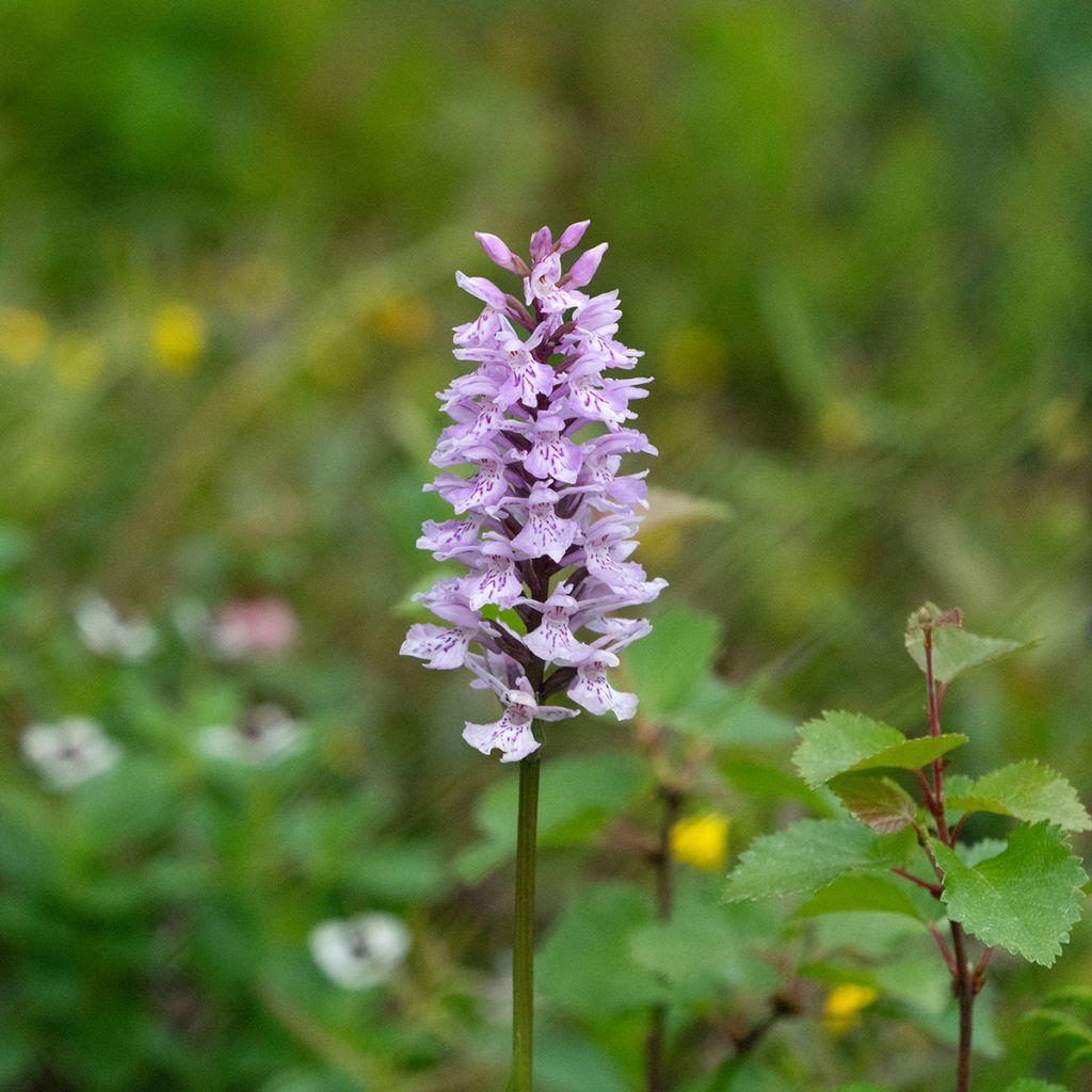 Liuskakämmekkä - Dactylorhiza fuchsii