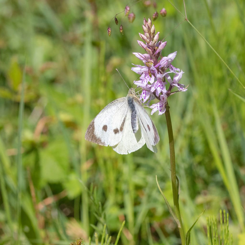 Liuskakämmekkä - Dactylorhiza fuchsii