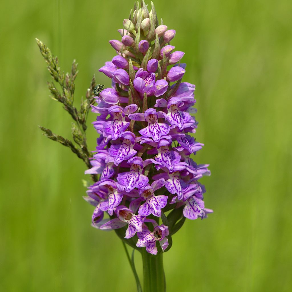 Maariankämmekkä - Dactylorhiza maculata