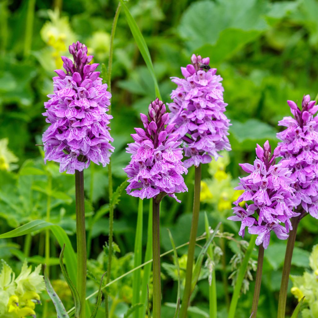 Maariankämmekkä - Dactylorhiza maculata