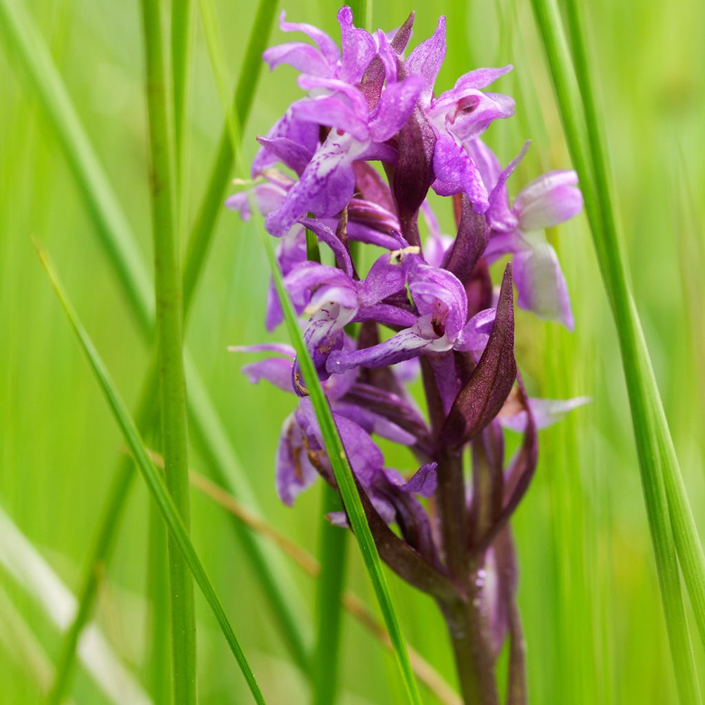 Maariankämmekkä - Dactylorhiza maculata
