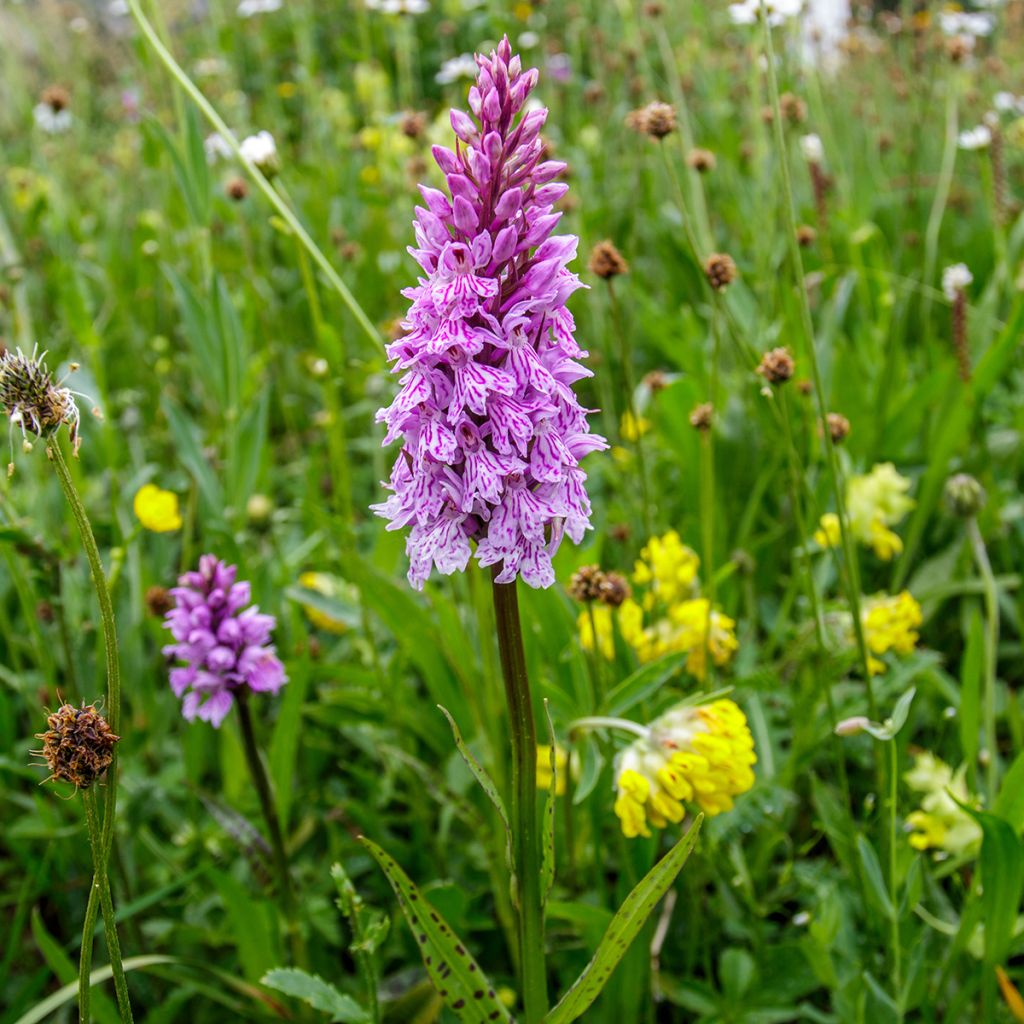 Maariankämmekkä - Dactylorhiza maculata