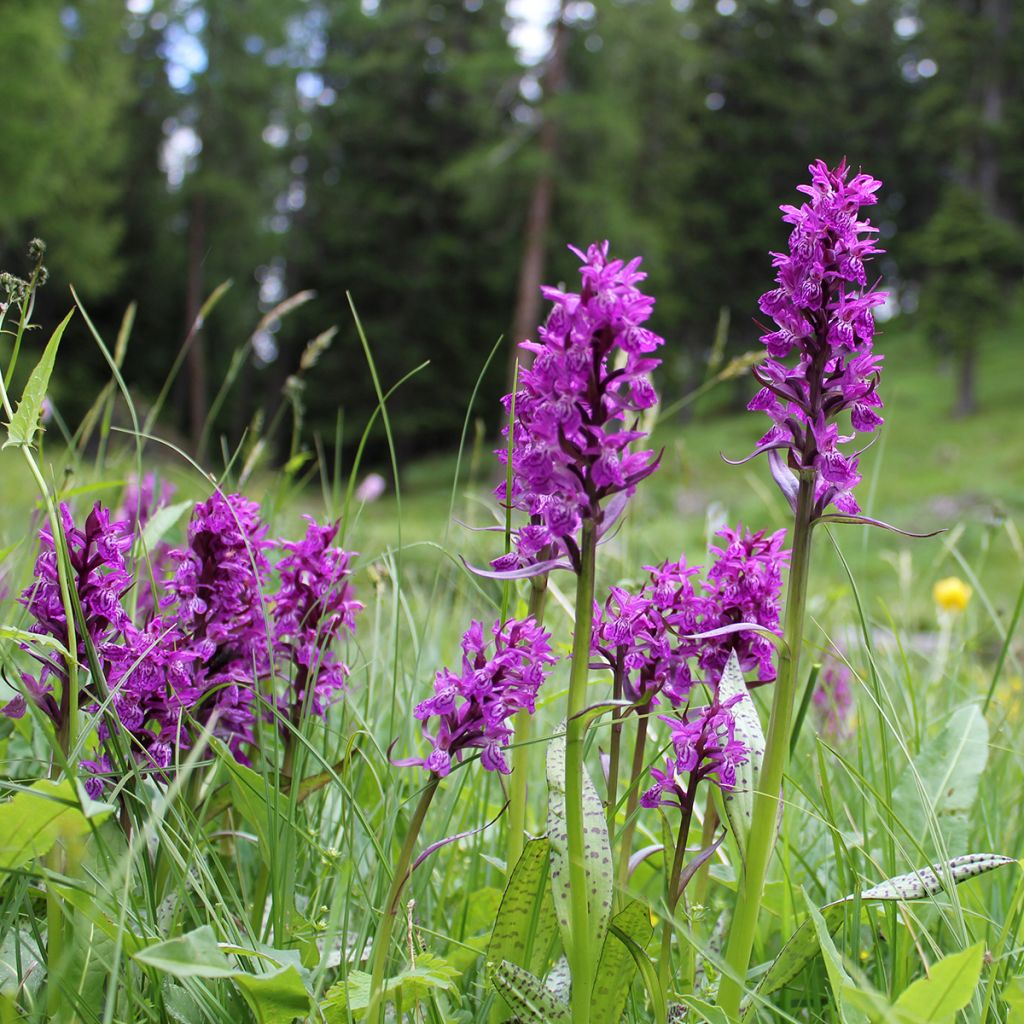 Toukokämmekkä - Dactylorhiza majalis