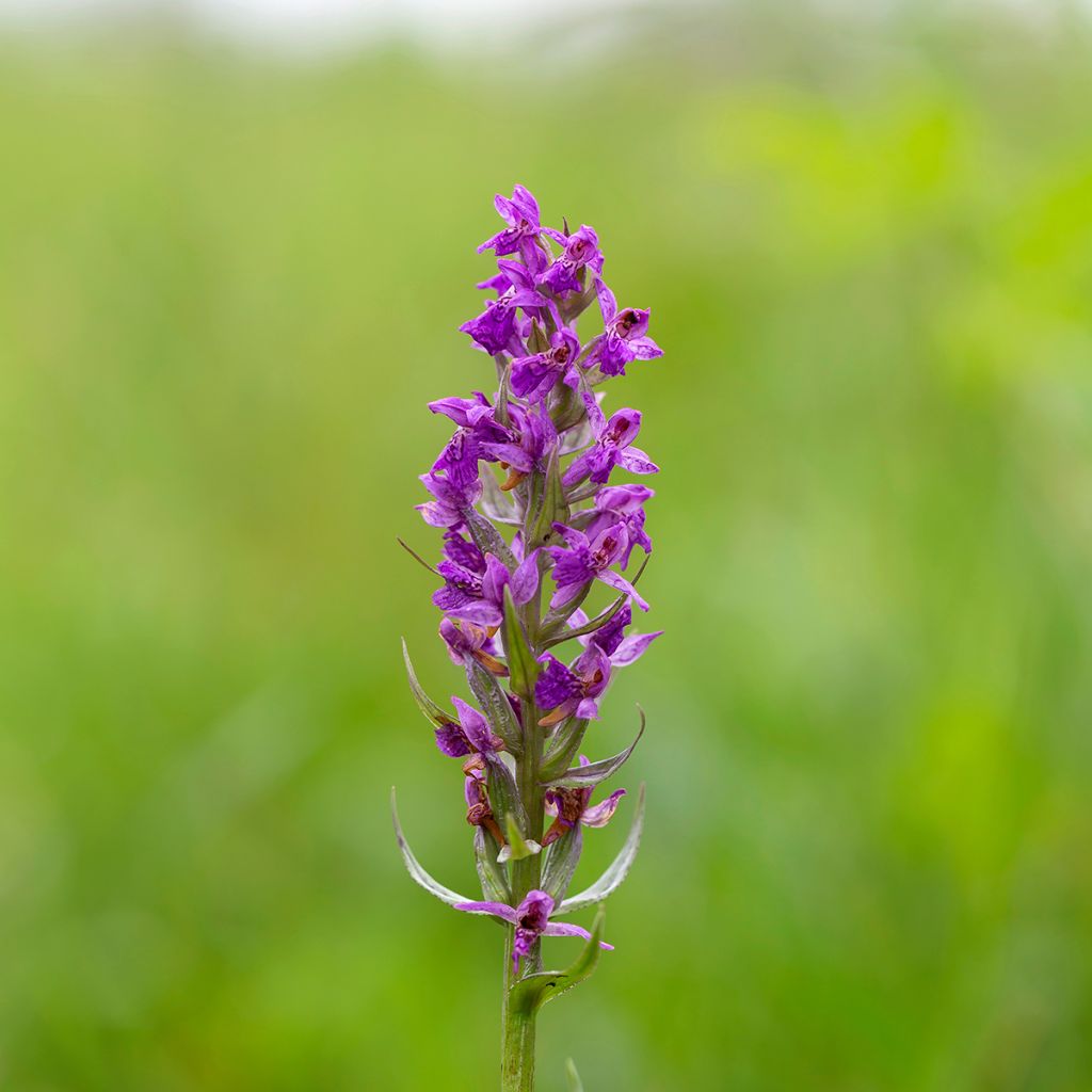 Toukokämmekkä - Dactylorhiza majalis