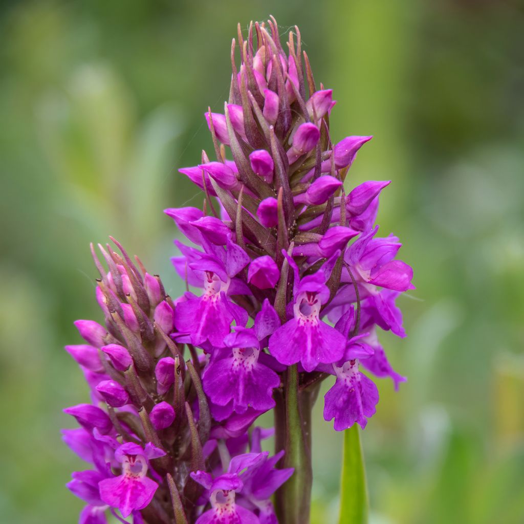 Englanninkämmekkä - Dactylorhiza praetermissa